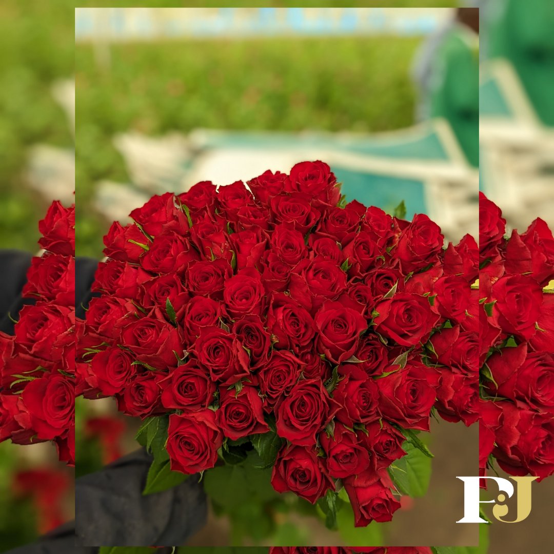 Have you made your Mother’s Day pre-orders? 
Reach us at Marketing@pjdave.com or Call/WhatsApp +254787635491.

We would also like to hear your comments and concerns at customerservice@pjdave.com.
#picoftheday #MothersDay #kenyanroses
