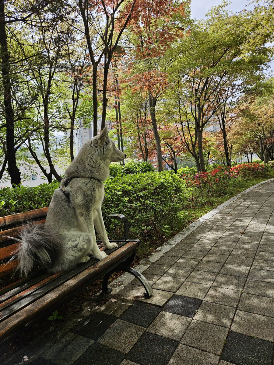pepper_dog18's tweet photo. 너무 오랜만에 올리는 후추 근황😭 요즘 날씨가 정말 좋다 https://t.co/HA3K4wCVv1