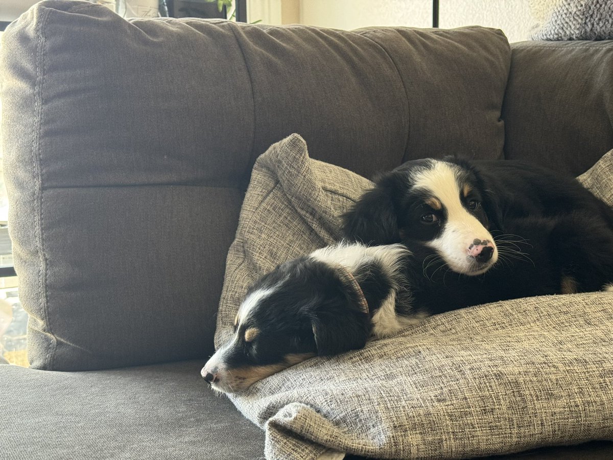 DnvrPhoto's tweet photo. @HeyAllyMay We have puppies in Denver https://t.co/2w7hkYcpRL