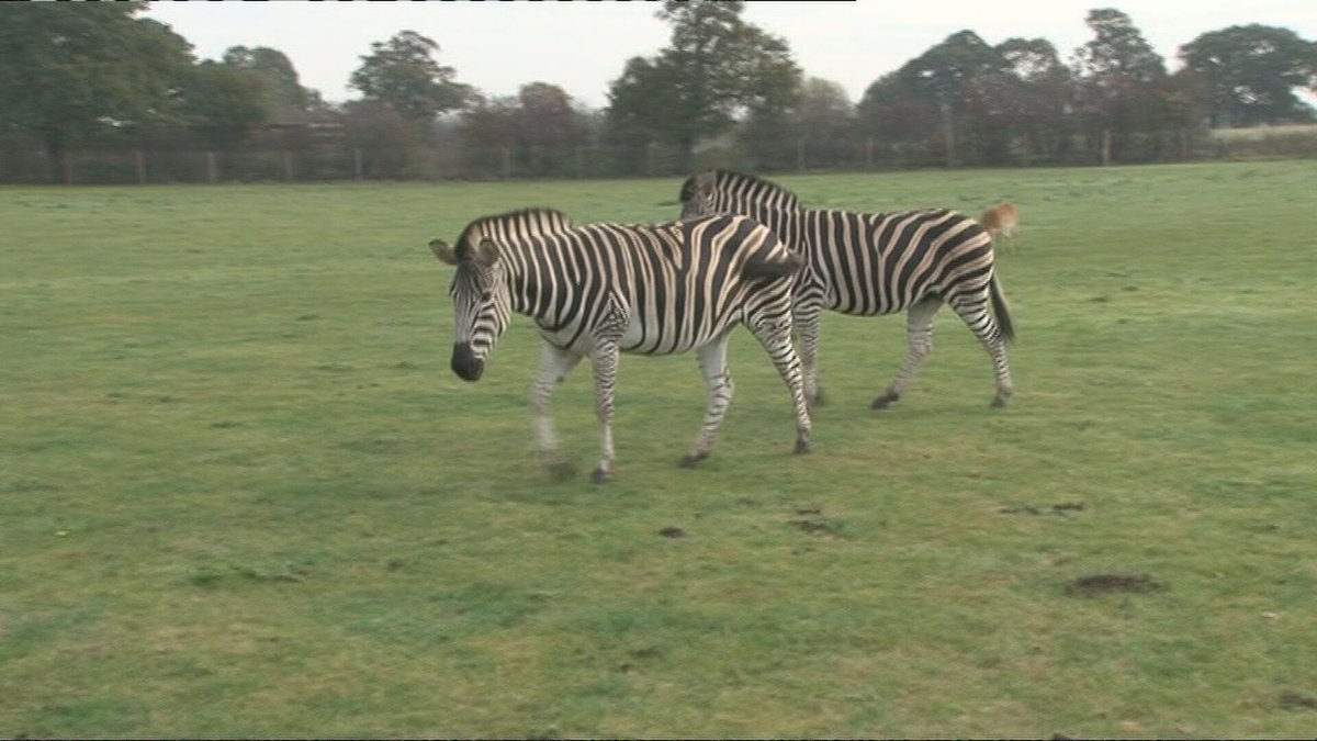 A new animal enclosure forming part of the £50m expansion of the Yorkshire Wildlife Park has been approved by Doncaster Council. The new 4 acre enclosure will be called the Cheddar reserve and will house animals which have previously not been seen at the park.