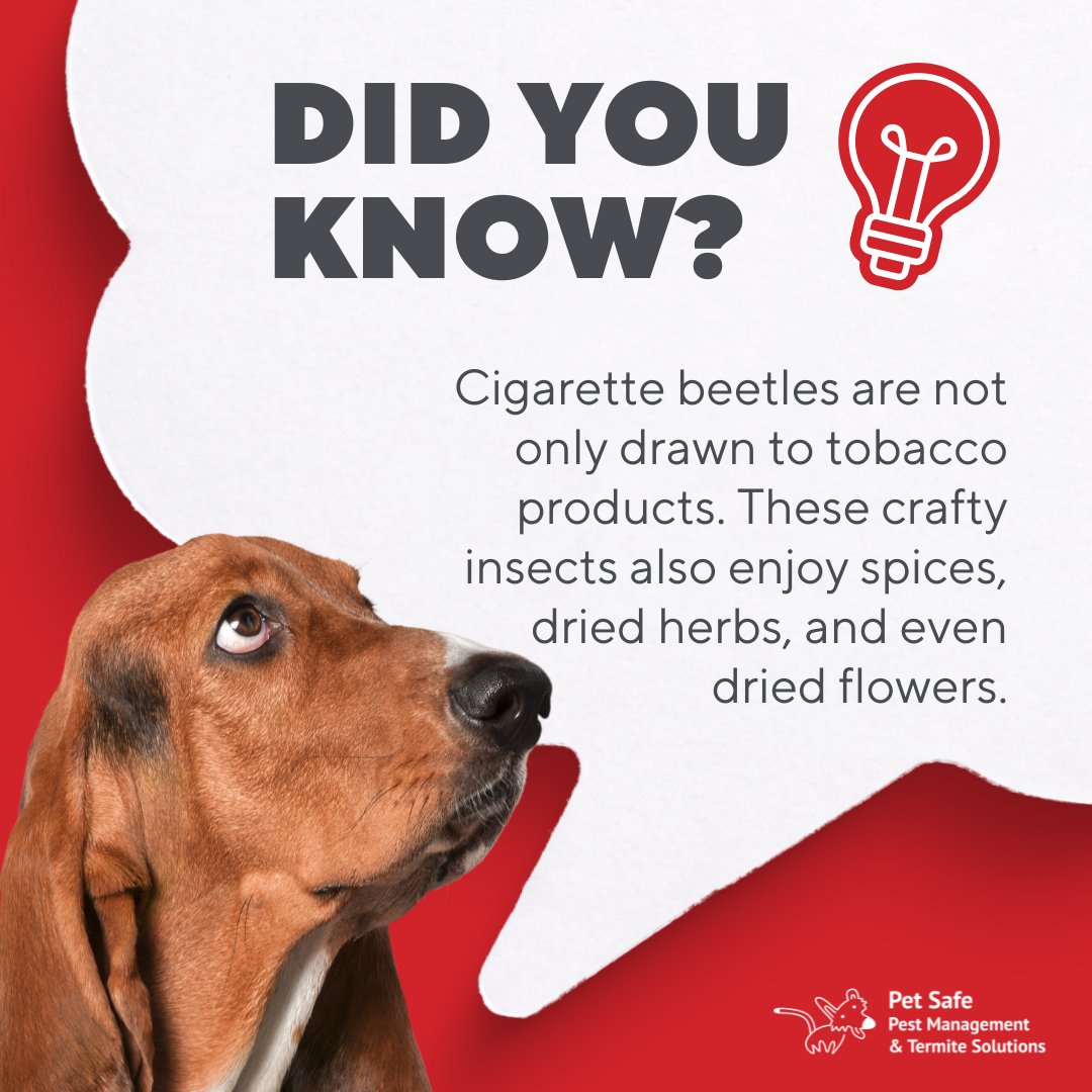 PetPest's tweet photo. Cigarette beetles aren't just fans of tobacco; they target your spices, herbs, and dried flowers too! Stop them from spoiling your pantry items.

Facing beetle bugs? Contact us for reliable pest control. 🌿🌸
https://t.co/e2H6CFnf4W

#PestControl #PetSafePestManagement #PSPM https://t.co/3tHc12IyI8