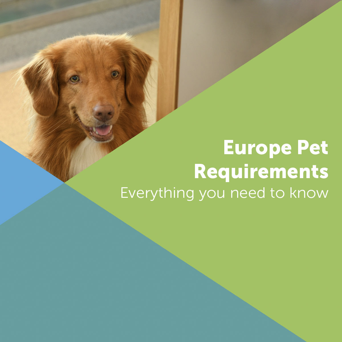 🐶 Are you travelling to Europe with pets? Please see new Government travel requirements 🔗 bit.ly/3kxAC39