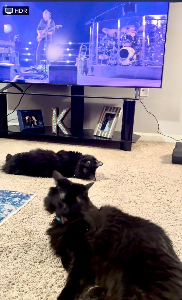 Kphuego's tweet photo. When Tela gets PISSED after hearing the first note of Carini… from whom her big sister is named after 😂 #Phish #Carini #Tela  #sphere #couchtour https://t.co/BfU1n5hg5u