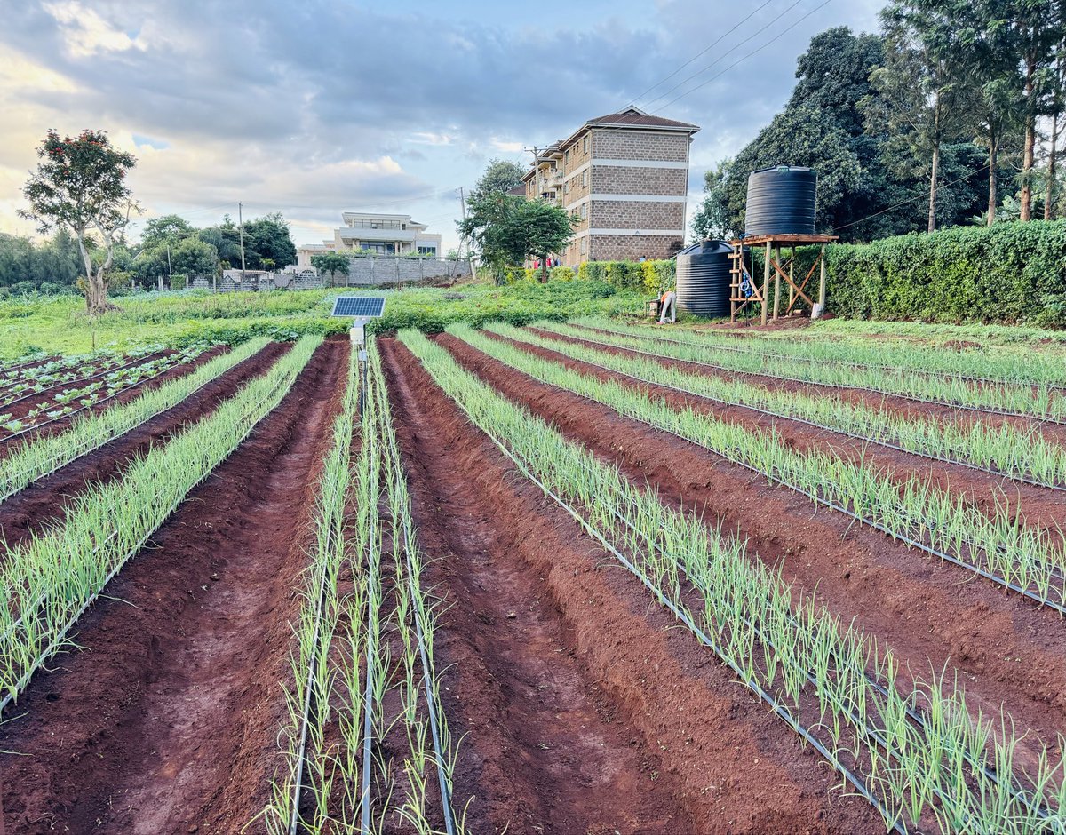 Good morning 🌞 from the farm! We are early to catch the worm 😃!

Today, we supplement the fertilizer application to boost the crops 🌱

#MboleaNiYara