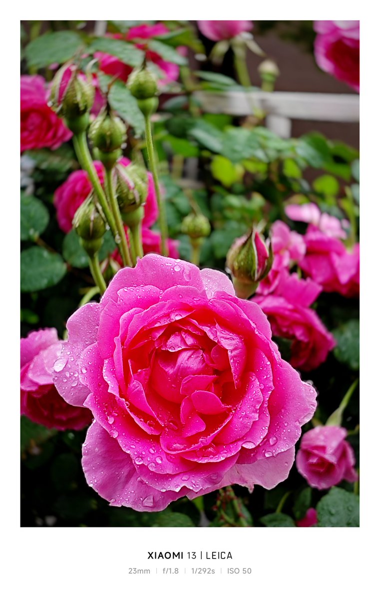 LucadW's tweet photo. The Queen of Flowers in the Spring Rain https://t.co/SpaGRuVuOy