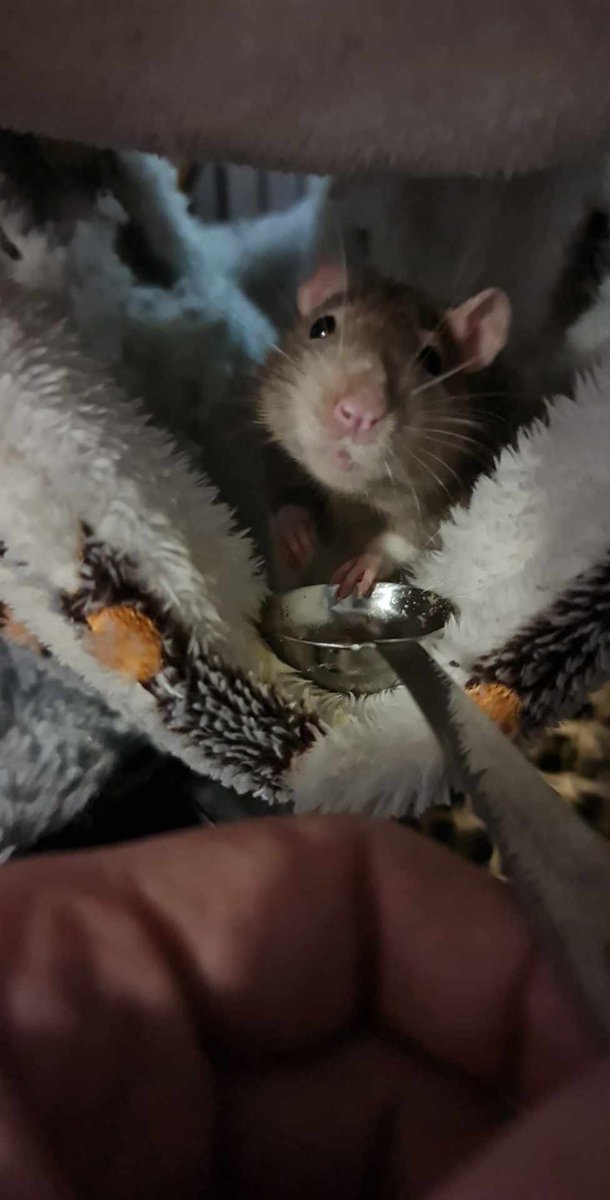 You were an angry, fluffy, silly little guy, but you were my angry, fluffy,  silly little guy. Even though we knew you would be taken from us sooner than expected, I didn't think it would be this soon or that it would hurt this much. I love you and miss you. 
RIP Bandit 2022-2024