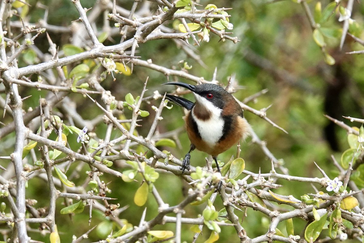 A beautiful Eastern Spinebill. Watch birds, birds are brilliant. Be kind today, make someone’s day better. Choose peace, imagine if we all did? #FridayFeeling #friday #birdwatching #birdphotography #birding #ausralia