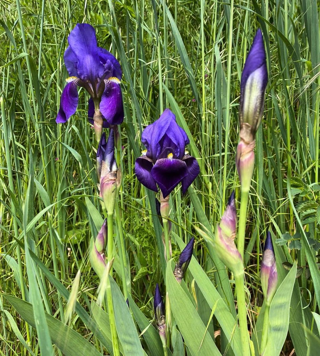 rossellaronconi's tweet photo. Che bella sorpresa mattutina! Camminando per un viottolo di campagna, alzo gli occhi e vedo che spuntano tra l'erba gli #iris (conosciuti anche come #giaggioli) un #fiore delicato nella forma ma forte nella fragranza e nella bellezza. https://t.co/9D6qjyJV9I