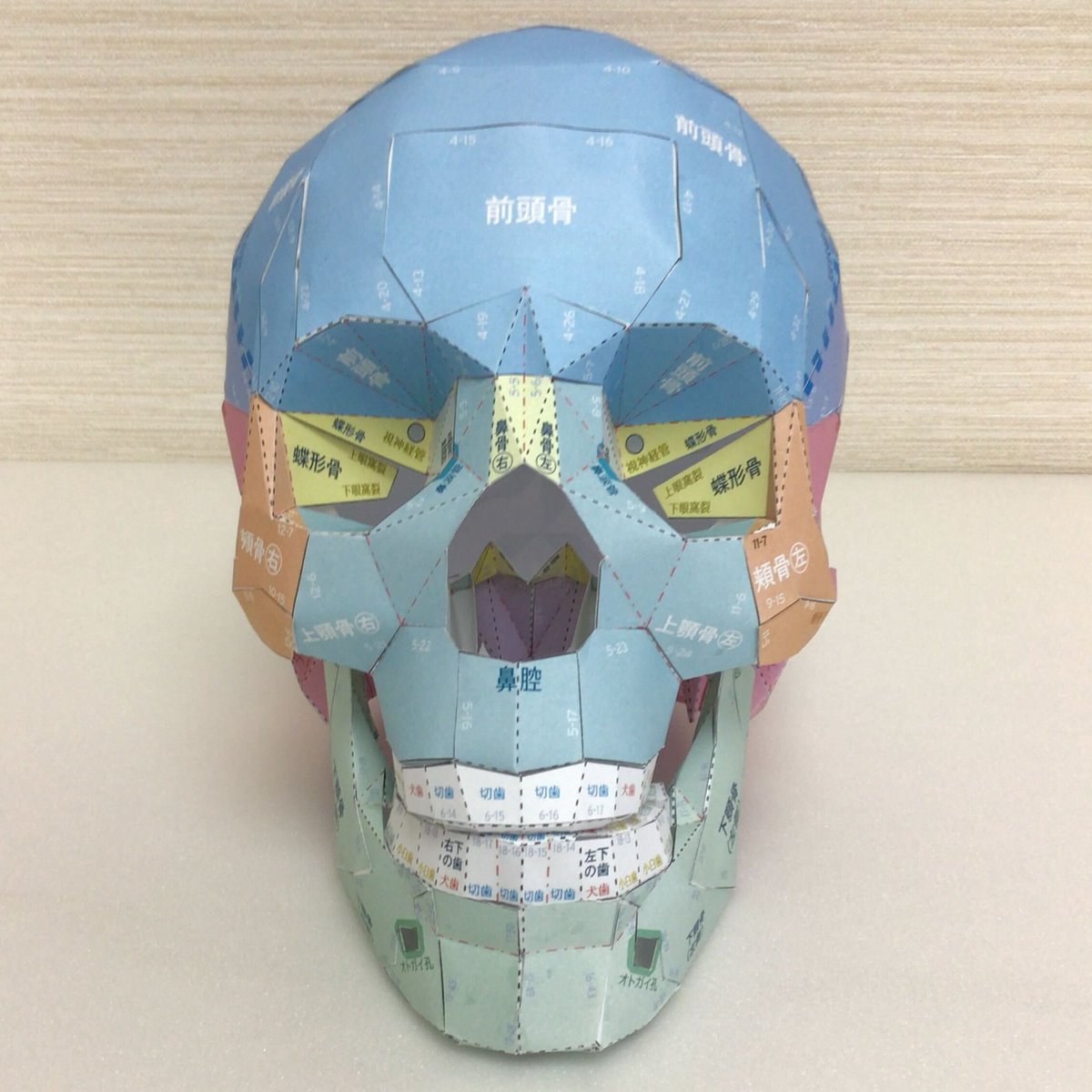 chugaiigaku's tweet photo. 『頭蓋骨ペーパークラフト』につきまして、多くのRP・コメントいただき誠にありがとうございます！

開発中の試作品となりますが、本書『頭蓋骨ペーパークラフト』で作成できる頭蓋骨模型がどのようなものとなるか写真でご紹介いたします！💀
頭蓋骨の各部の名称も記載され、サイズも実物大なのがポイントです。
（実際の商品では色味や質感が変更となる場合もございますので予めご了承ください）
