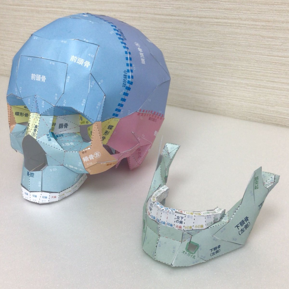 chugaiigaku's tweet photo. 『頭蓋骨ペーパークラフト』につきまして、多くのRP・コメントいただき誠にありがとうございます！

開発中の試作品となりますが、本書『頭蓋骨ペーパークラフト』で作成できる頭蓋骨模型がどのようなものとなるか写真でご紹介いたします！💀
頭蓋骨の各部の名称も記載され、サイズも実物大なのがポイントです。
（実際の商品では色味や質感が変更となる場合もございますので予めご了承ください）