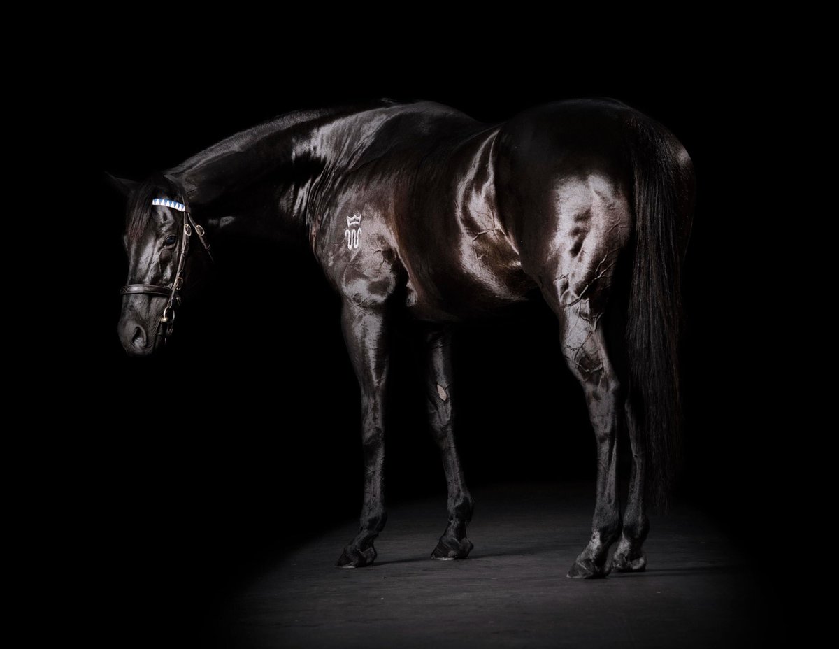 Thanks for the memories Lonhro. Rest easy champion 💙