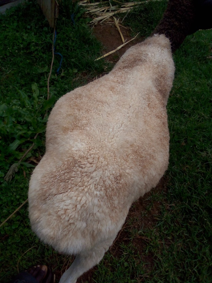 I am an upcoming dorper breeder and I just started recently. My farm is Located in Bomet central.
Currently I am building my main stock and ram lambs and ewes will be available as soon as we get settled.
Regards Ezra Methu.
