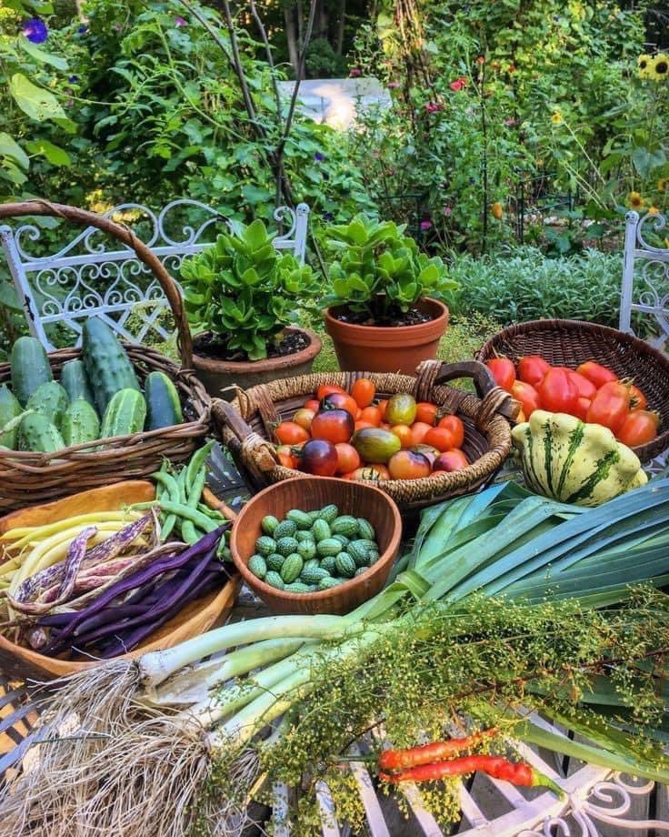 Backyard farming is the practice of utilising any kind of space you have in your yard in order to grow and produce your own food. Whether you have a large or small yard, or even a balcony, you are able to have a backyard farm.
#backyardfarming #backyard #farming #garden #farm