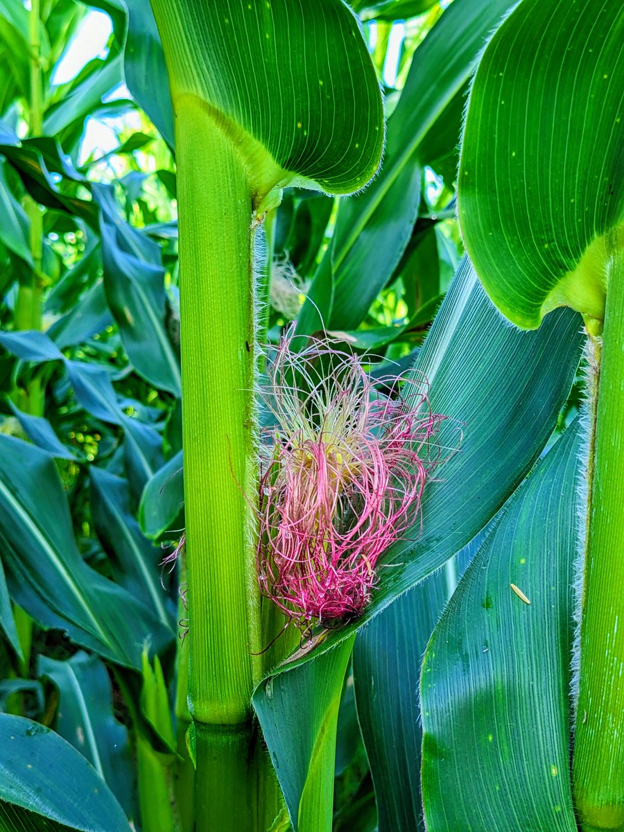 Dear fellow farmers let me challenge y'all, Did you know the anthesis(pollen shedding)-silking(silk emergence) intervals?