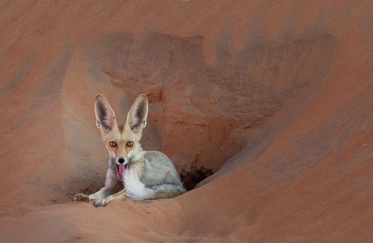 ThisIsArabia's tweet photo. 📍Empty Quarter, Arábia Saudita🦊 https://t.co/5X7Lmqwcjj