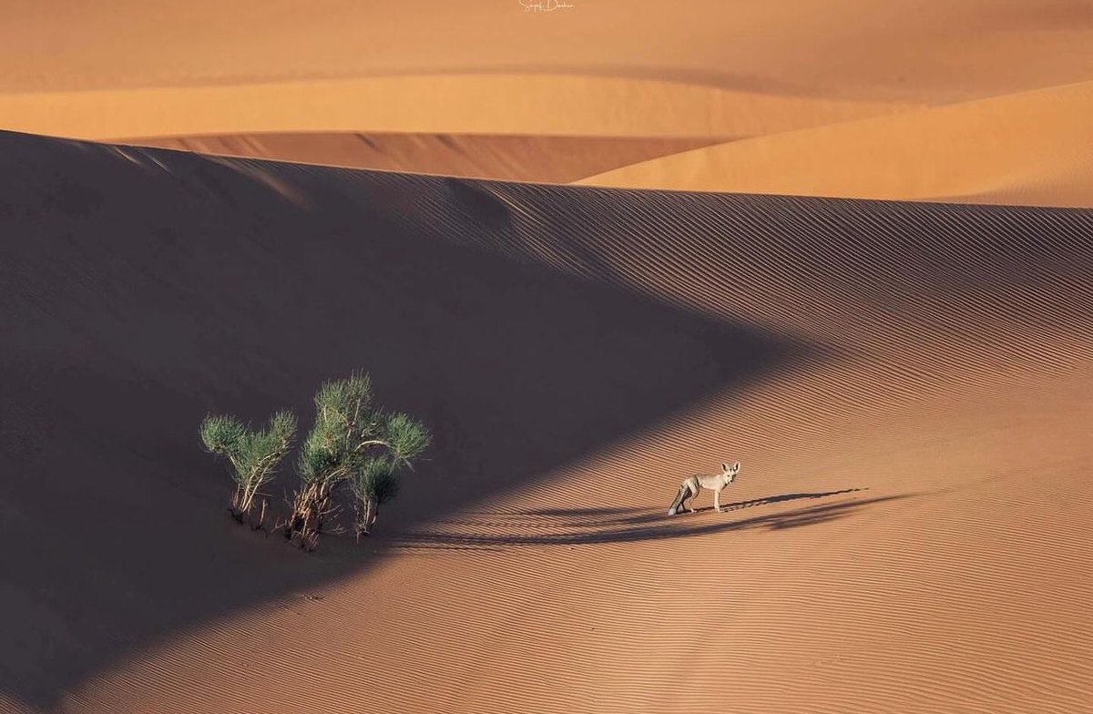 ThisIsArabia's tweet photo. 📍Empty Quarter, Arábia Saudita🦊 https://t.co/5X7Lmqwcjj