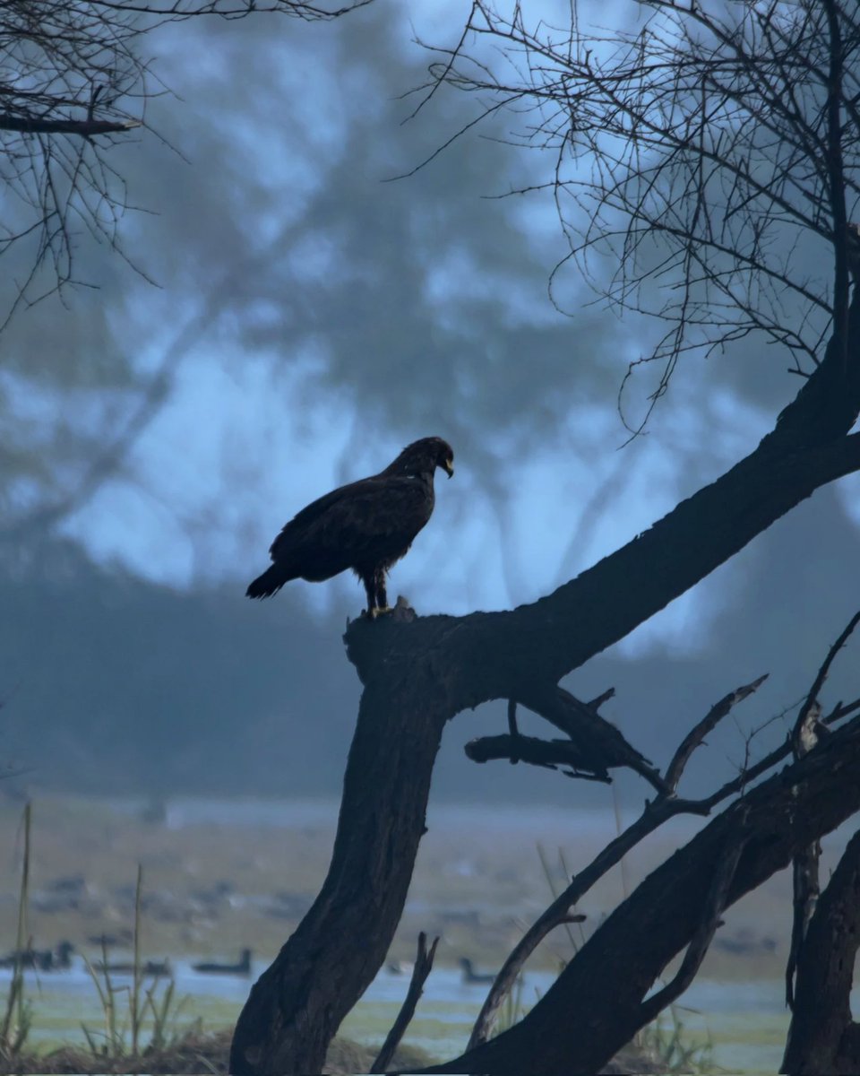 Greater Spotted Eagle
Bharatpur, Rajasthan 

#IndiAves 
#IncredibleIndia
#birdphotography 
#BBCWildlifePOTD 
#BirdsOfTwitter 
#BirdsSeenIn2024 
#NaturePhotography 
#NatureLovers 
#photooftheday 
#PhotographyIsArt