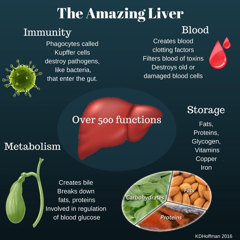 #WorldLiverDay is marked globally on 19th April ! #Liver is the second-most important organ in human body and has a unique capacity among organs to #regenerate itself after damage. This year's theme is “Keep your liver healthy and disease-free” that underscores the significance