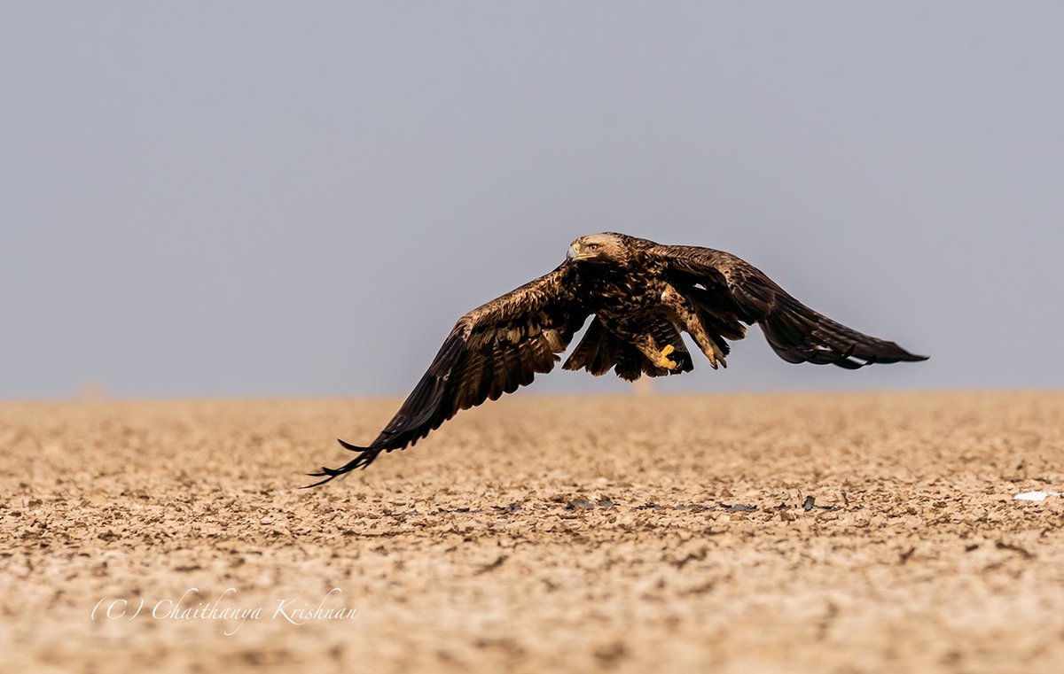 Flight of Majestic Imperial Eagle #LRK #Gujarat #imperialeagle #eagle #Indiaves @IndiAves