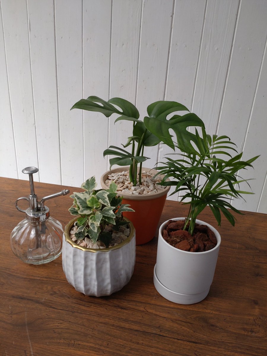 miyu19701113's tweet image. 新たにお迎えしたグリーンたち🌱
#DelMundo
#観葉植物