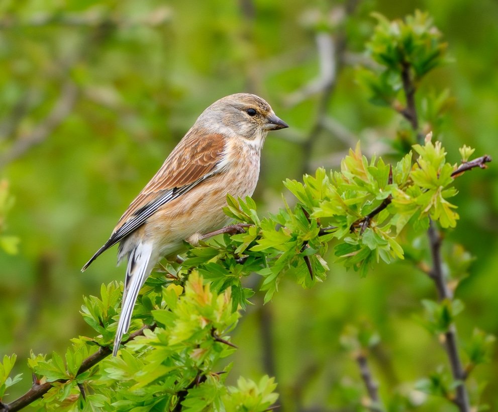 COMMON LINNET RSPB Otmoor @RSPBotmoor @Natures_Voice @OOSbirding @Oxonwildlife @WildOxfordshire @oxonbirdnews @ThePhotoHour @WildlifeMag #BBCWildlifePOTD