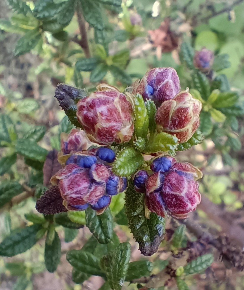 It's Friday! Ceanothus waiting in the wings for #FlowersOnFriday 💜💙...Have a great day all 🇺🇦💙💛🙏