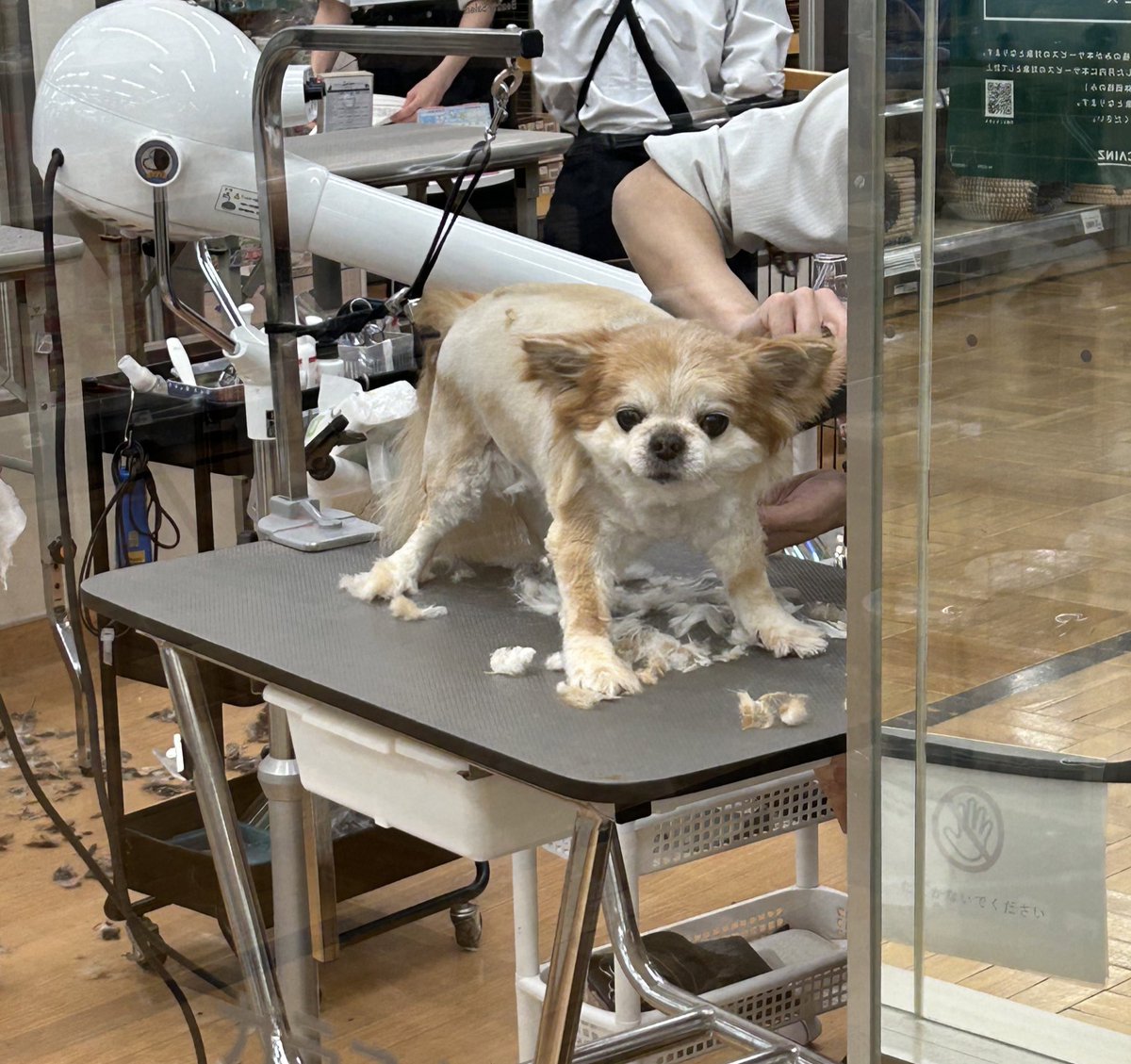 Miccele71's tweet photo. ペロちゃん達も久しぶりに
カット&シャンプー🧴
犬に癒されながら生きてるさ!
なんか文句あんのかコノヤロー!
トリミング担当の小池さんのことがワンコ達も大好き。いつもありがとうございます🙏
#カインズ
#petplus
#愛犬 https://t.co/vtoTUHJrzP