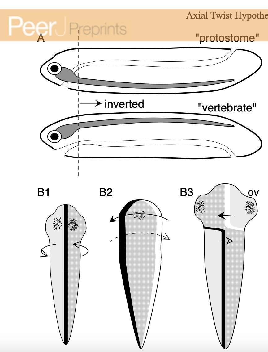 this leaves the rest of the descendants with this strange right-left decussation in most pathways, but provides a fairly elegant explanation for why something like olfaction doesn’t decussate (the “nose” was always at the front of the body anyway).

peerj.com/preprints/432.…