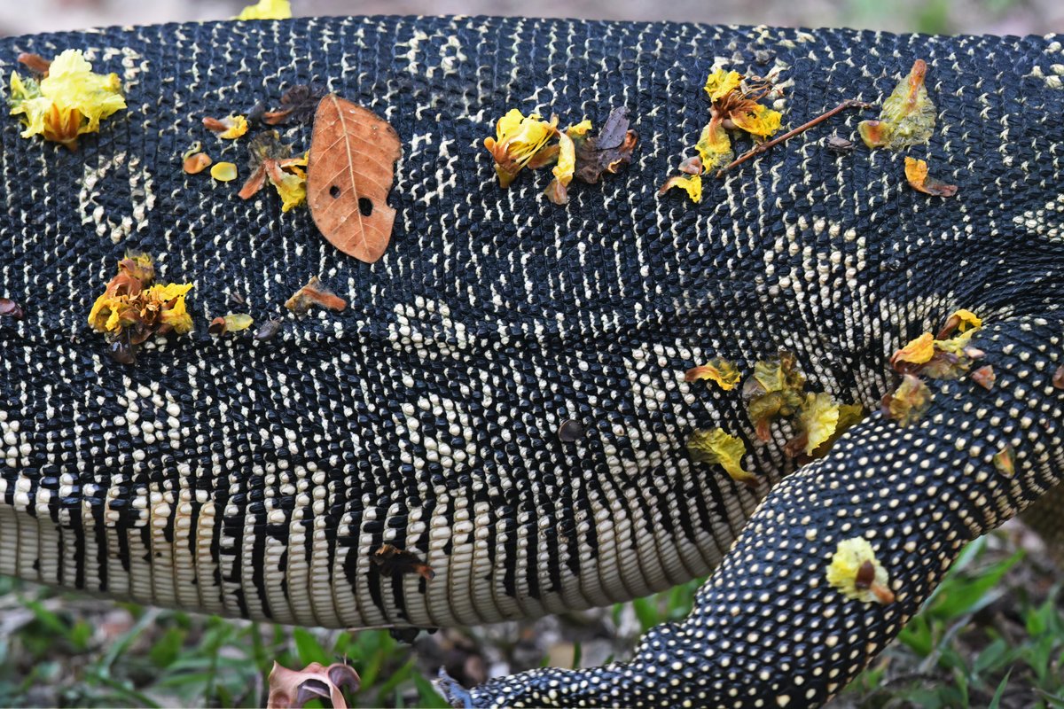 Flowery Water Monitor, from the day I spent in Bangkok last month!