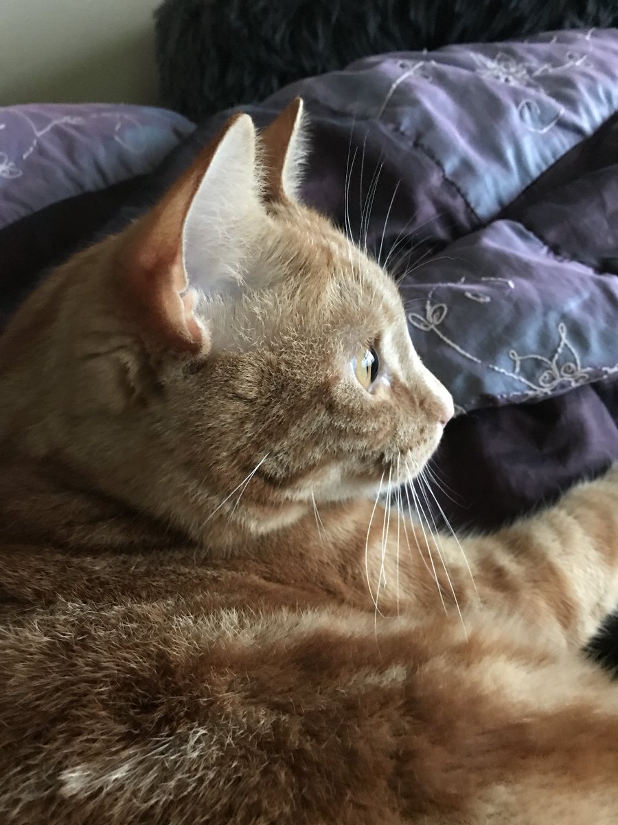 Happy Friday from Forrest 😺#CatsOfTwitter