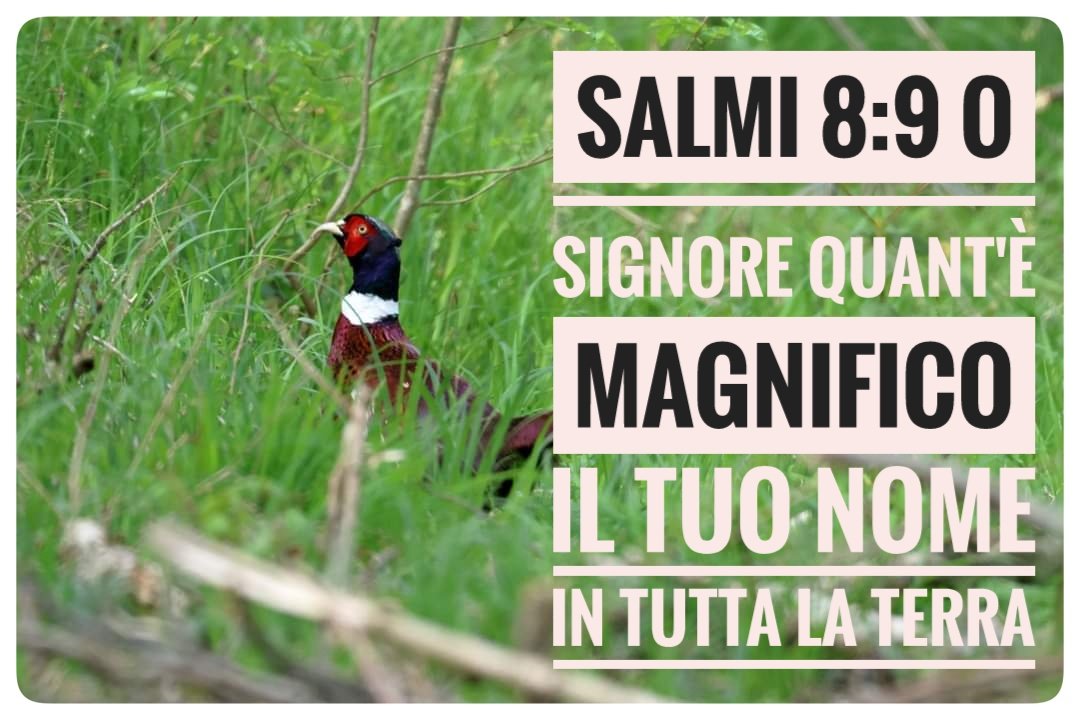 FilippoFurno's tweet photo. Buona giornata a tutti.
Da' a ogni giornata la possibilità di essere la più bella della tua vita. God bless You. https://t.co/0Y8uOmdSLA