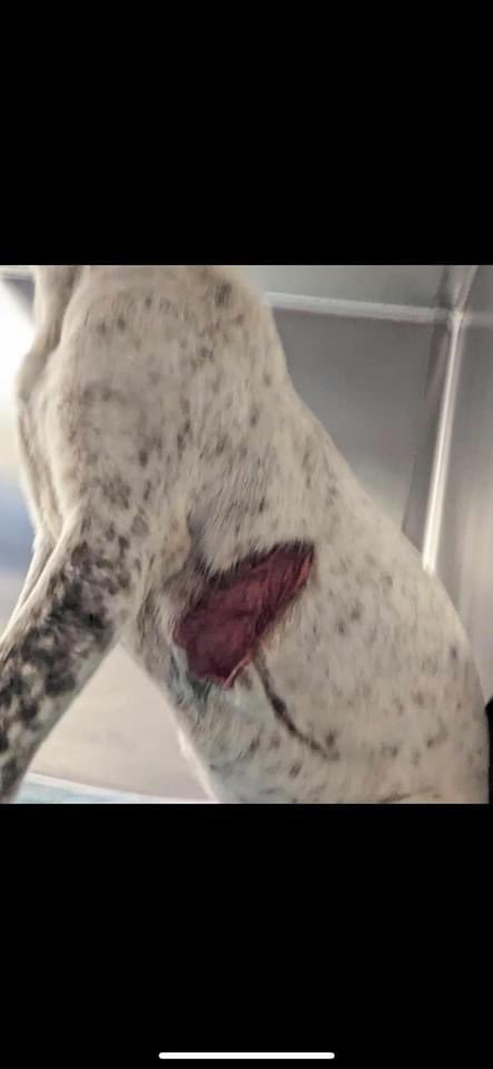 ‼️#Dallas Shelter DEADLINE FRIDAY 4/19‼️ ROBINSON A1210603 5-9 Months Female puppy 22lbs Sweet girl needs medical help Despite enduring severe injuries she continues to wag her tail, showing an incredible spirit Dallas Animal Services #Texas More ⬇️ #dogsoftwitter #dfw #TX