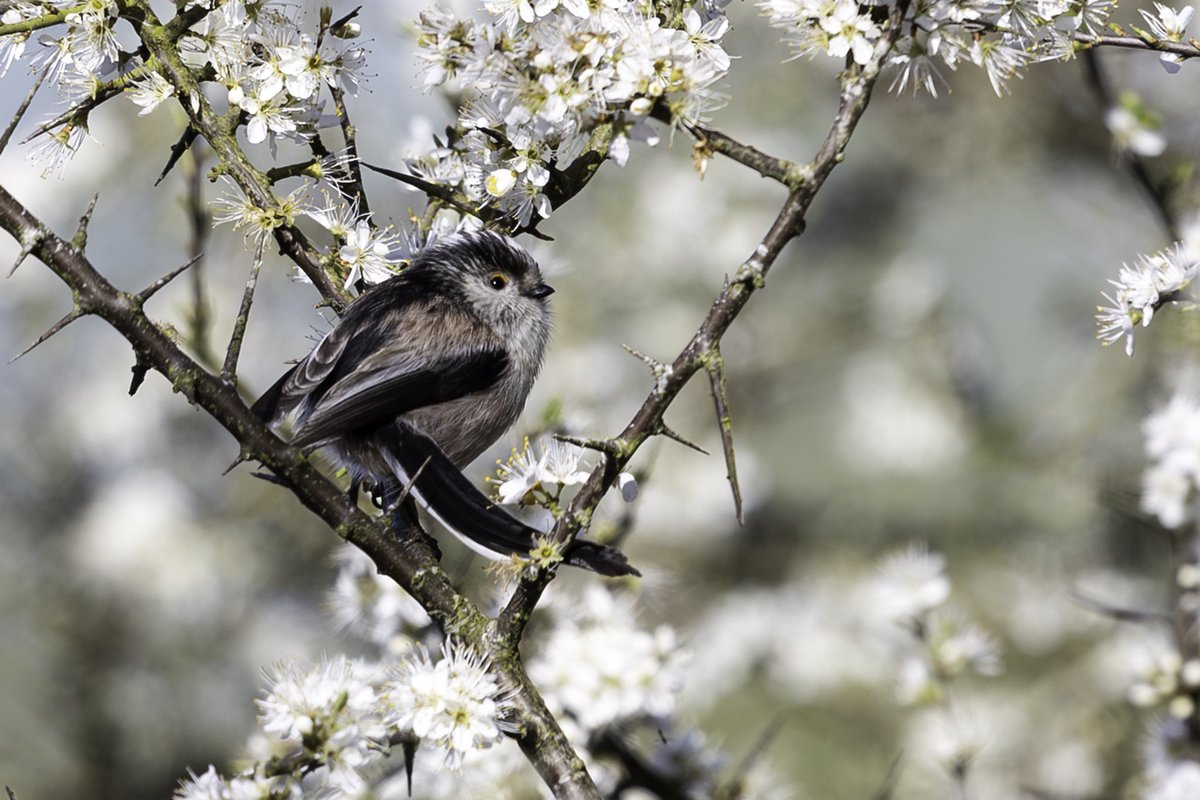 The long feathers of this Long-tailed tit are no impediment to perching in a blossom laden blackthorn tree. @Natures_Voice @DorsetWildlife @SightingDOR