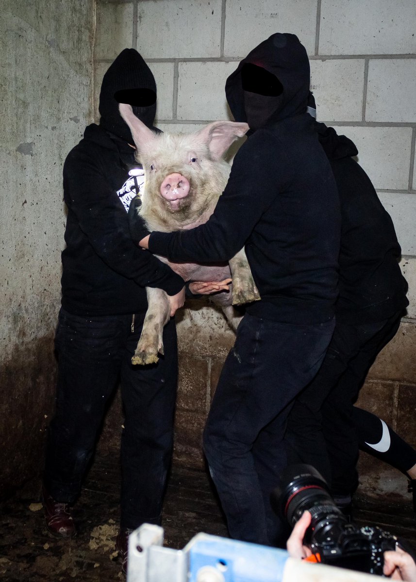 269 LIBERATION ANIMALE RESCUES TWO PIGS FROM A SLAUGHTERHOUSE. read the report: unoffensiveanimal.is/2024/04/15/269…
