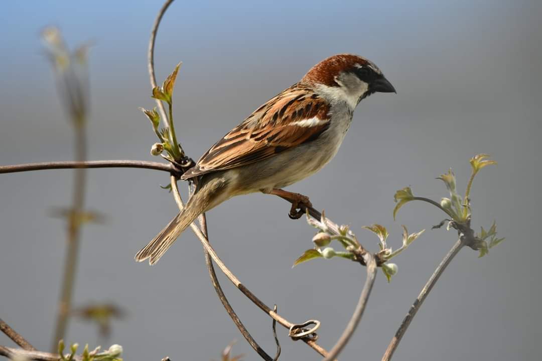 House Sparrow Bude Cornwall 〓〓 #wildlife #nature #lovebude #bude #Cornwall #Kernow #wildlifephotography #birdwatching #BirdsOfTwitter #TwitterNatureCommunity #HouseSparrow