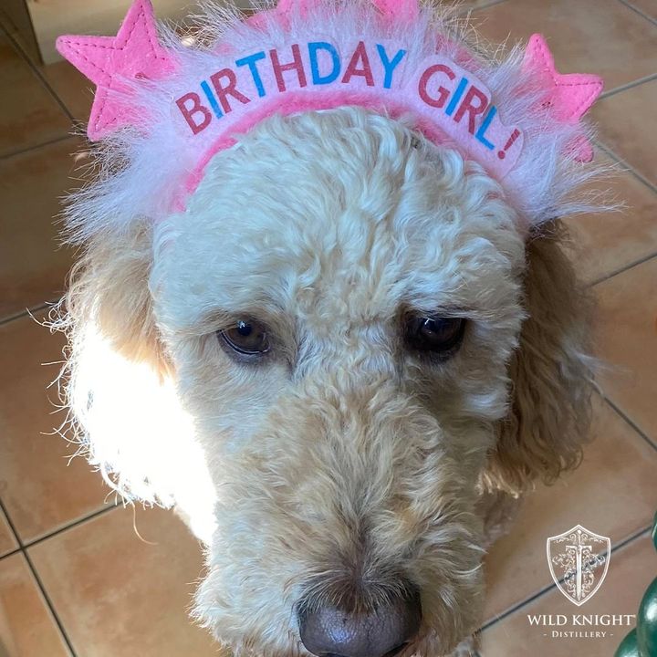 Join us in wishing Biscuit our #distillerydog a very Happy 6th Birthday! Happy Birthday to you! 🎶 Happy Birthday to you! 🎶 . #labradoodle #distillerydog #dogsofinsta