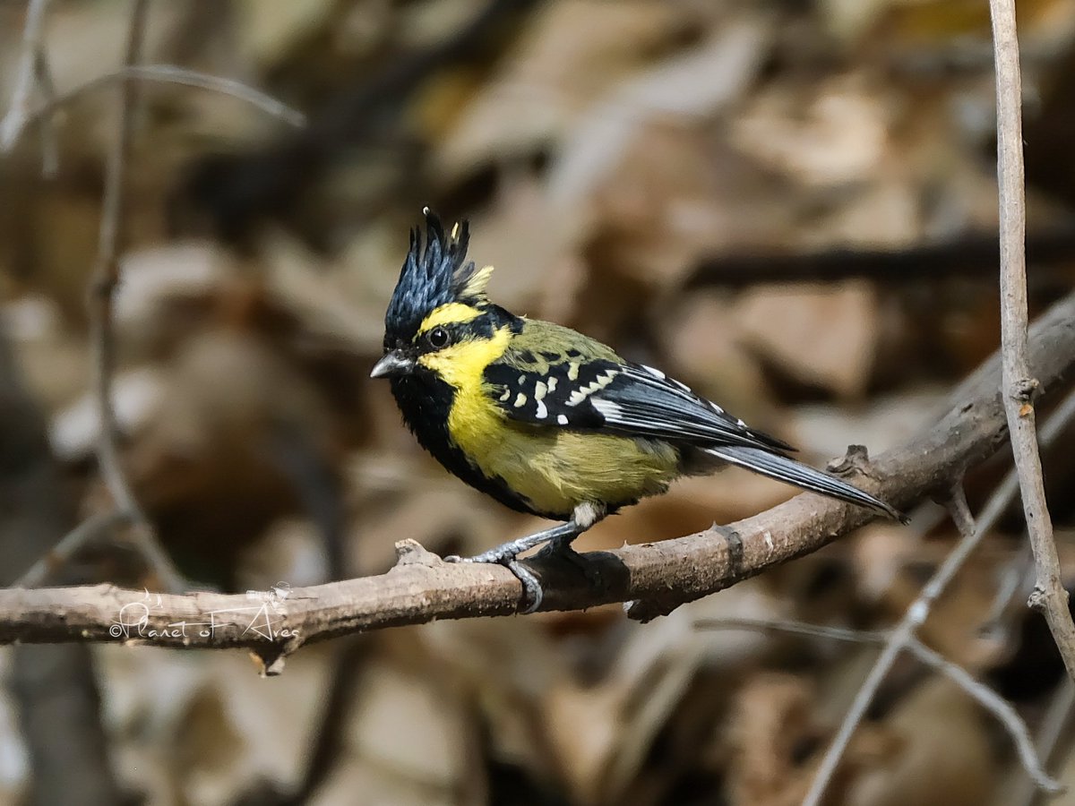 The Himalayan black-lored tit also known as simply black-lored tit, is a passerine bird in the tit family Paridae. #BBCWildlifePOTD #natgeoindia #ThePhotoHour #BirdsOfTwitter #ornithology #birdphotography #wildlifephotography #cornellbirds #birdwatching #BirdsSeenIn2024 #PHOTOS