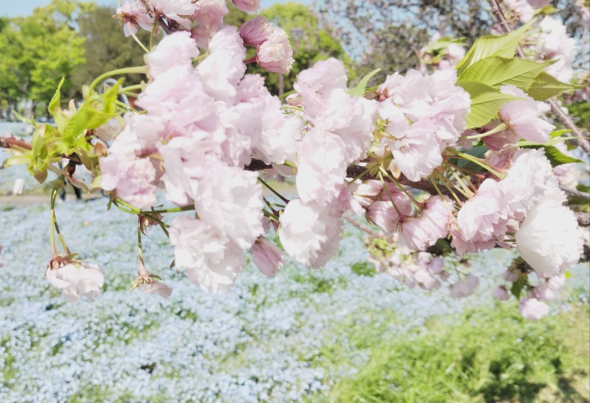 目線の高さで桜ある 来年桜とネモフィラ🧍‍♀挟まれる？