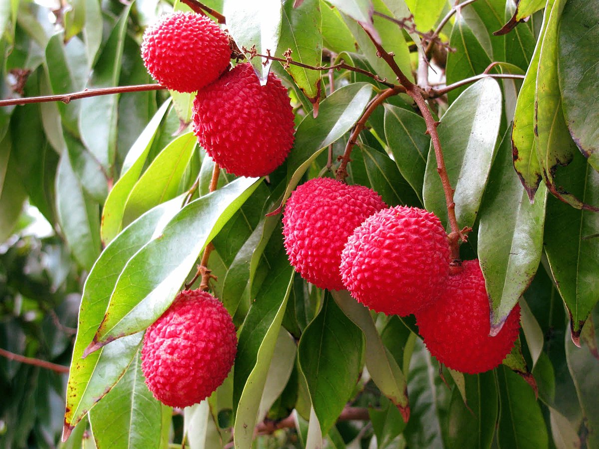 US Department of Agriculture zone 10 to 11, These are hardy. The lychee tree is suitable for the subtropical and tropical climate. ....read...naturebring.com/grow-litchi-tr…
#Lychee  #container #harvesting #LitchiTree #naturebring #growing #care