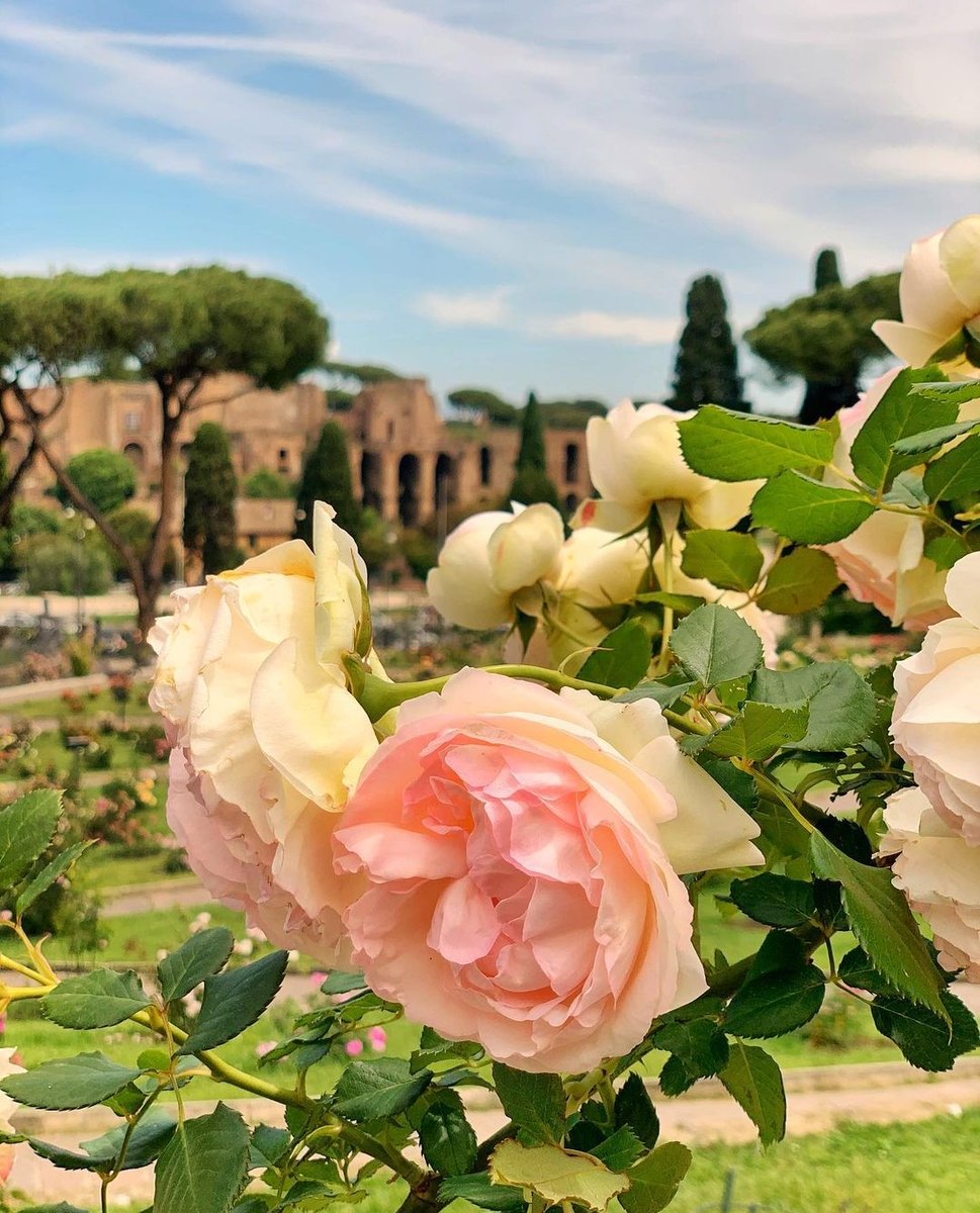 Il Roseto comunale di Roma riapre i cancelli al pubblico ad ingresso gratuito come ogni anno il 21 aprile, in occasione del Natale della città Eterna. Un'occasione unica da non perdere Per saperne di più visitlazio.com/natale-di-roma… 📸IG lauraitzkowitz #VisitLazio