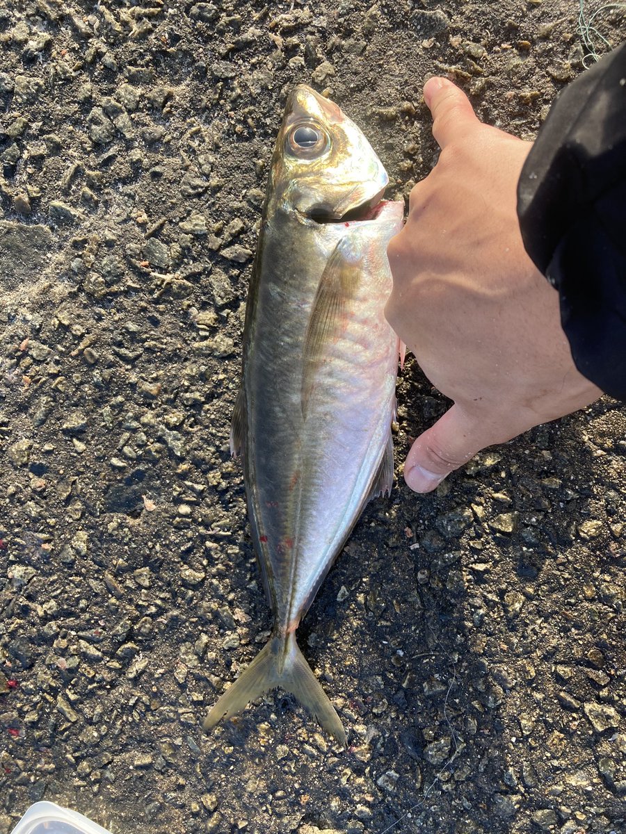 AwajiPapa51973's tweet photo. 4月19日
淡路市
大アジ　1匹
中アジ　13匹
サバ　8匹
豆アジ大量
時間:4時半〜6時半

アジは4月初旬まで足元で釣れていましたが、投げてないと豆アジしか釣れませんでした。中アジは5時半頃の明るくなってからまわってきてました。 https://t.co/k3t8qTGyZA