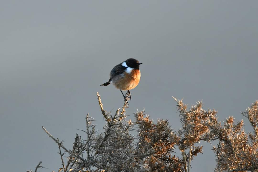 Stonechat 
Bude Cornwall 〓〓 
#wildlife #nature #lovebude 
#bude #Cornwall #Kernow #wildlifephotography #birdwatching
#BirdsOfTwitter
#TwitterNatureCommunity
#Stonechat