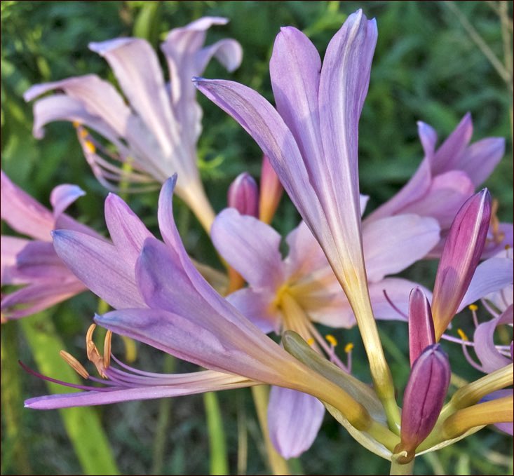 resurrection lilies