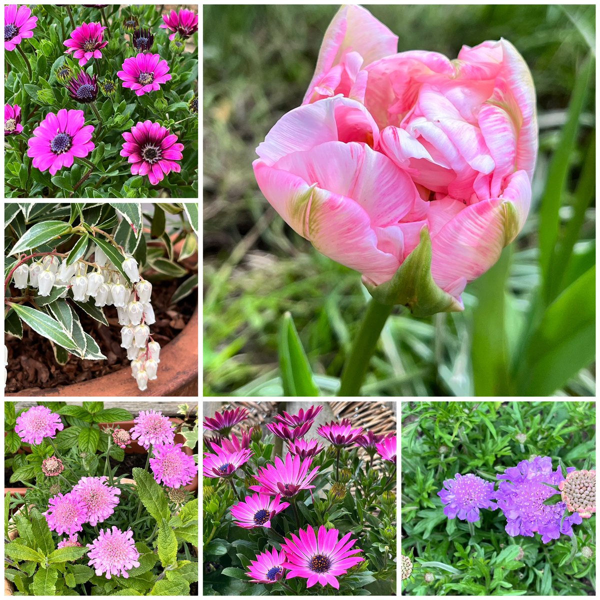 Good morning. Happy Friday everyone. #MyGarden #gardening #FlowersonFriday
