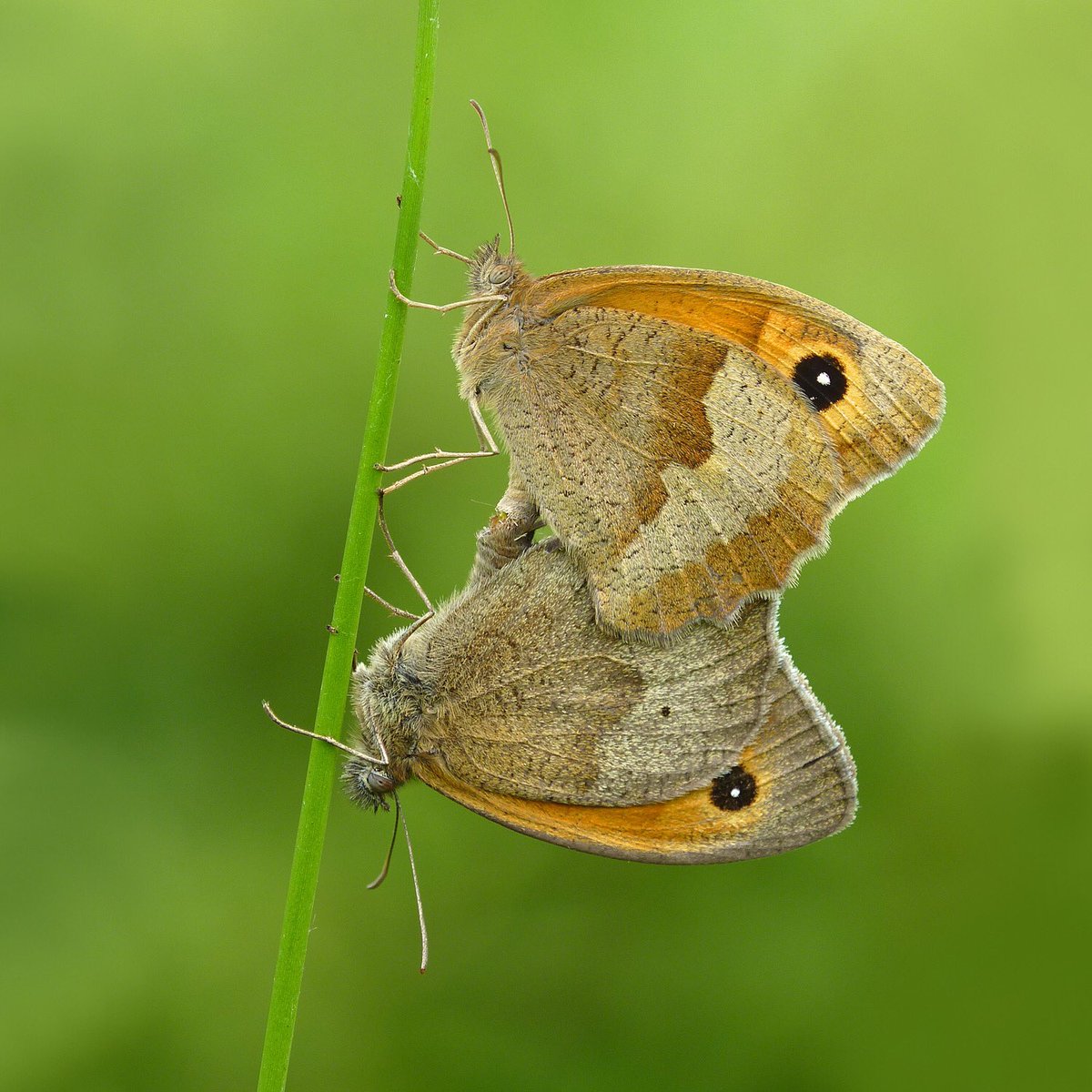 The increase in butterfly abundance in gardens with long grass was driven by butterfly species whose caterpillars feed on grasses, suggesting that leaving grass to grow is creating potential breeding habitat for butterflies