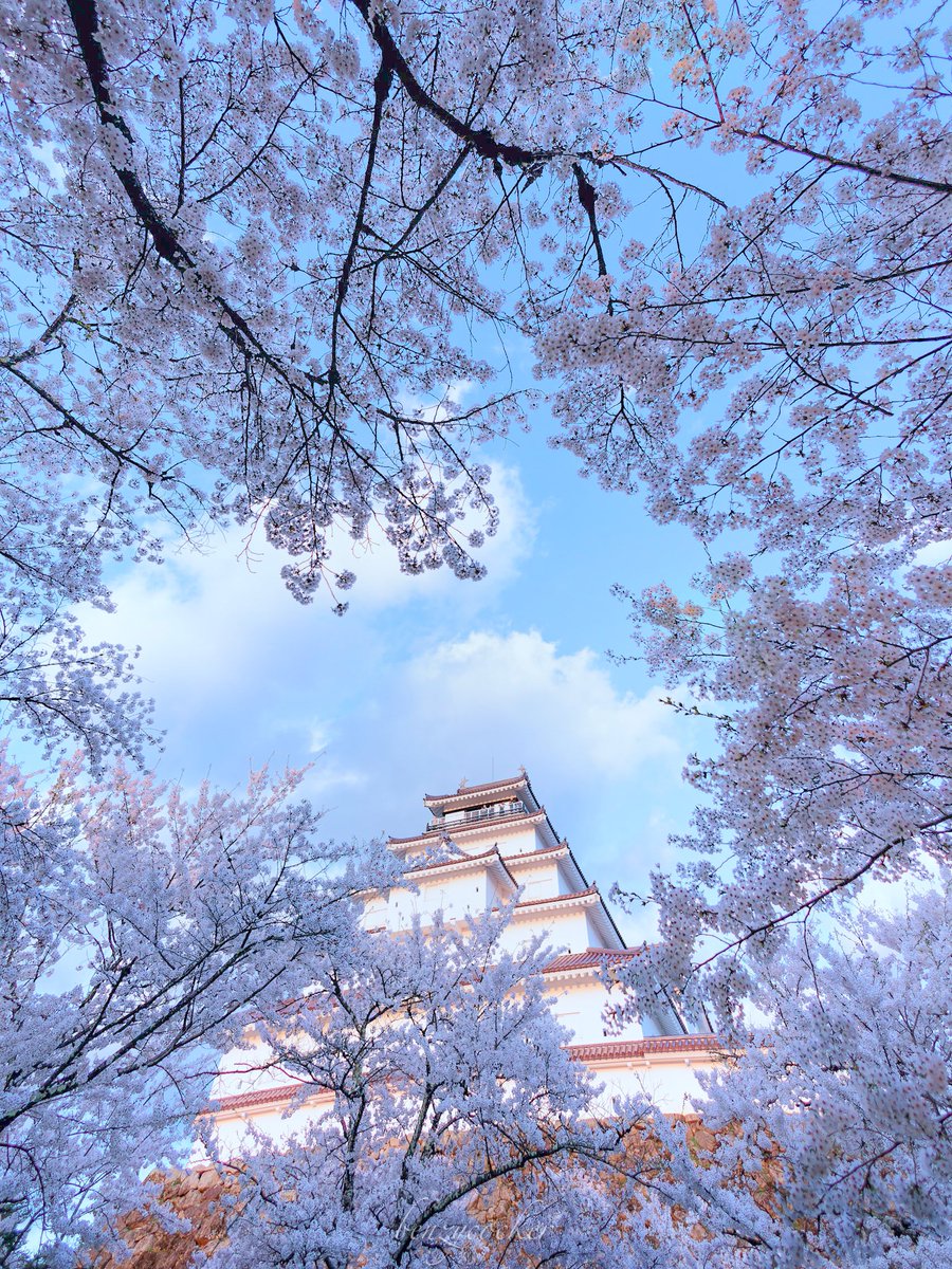 桜に包まれる春の会津若松城。