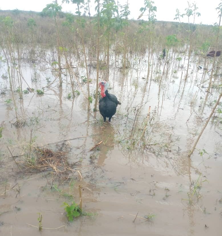 UgandaRedCross tweet picture