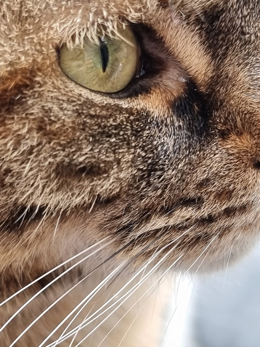 MatthewMarks42's tweet photo. Dorabella has some multicoloured whiskers. #OperaticCats https://t.co/xBy3TFPgbx