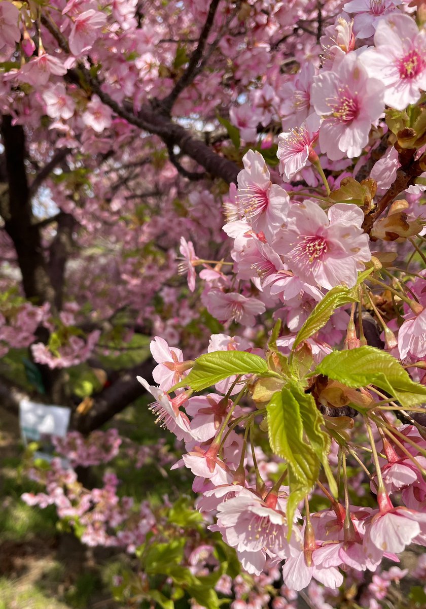 今年も春をたのしんだっけよ♪

#河津桜
#春の思い出