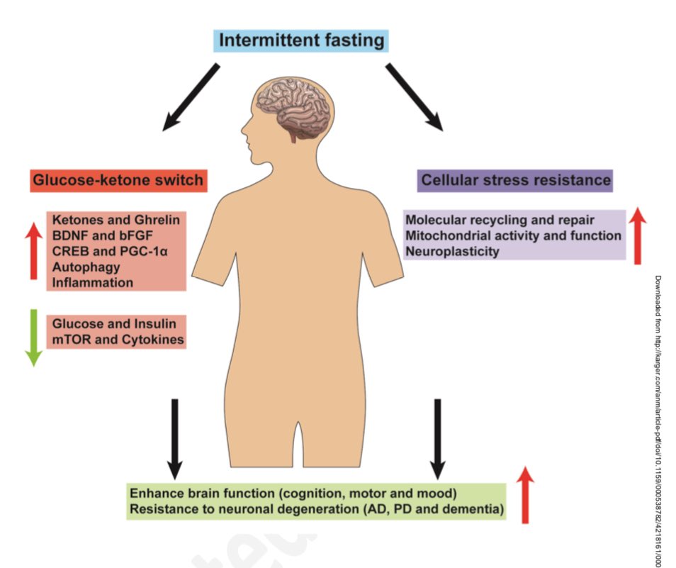 Neuroprotective effects of #intermittent #fasting in the #aging #brain karger.com/anm/article-pd… @_atanas_ @_INPST @ScienceCommuni2 @DHPSP @NathanMDCunha @NaumovskiNenad @FastingCoach_MS @shashiiyengar @AbelJames @marynewportmd